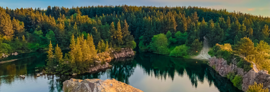 forêt lac